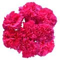 Giant Carnations Pink