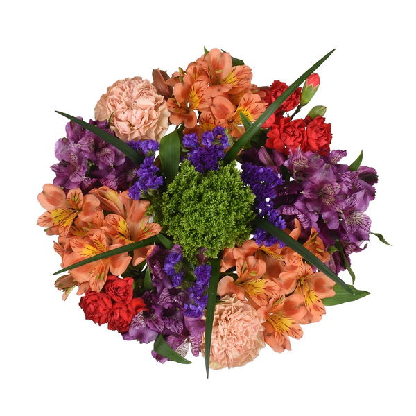 Giant Color Collection Adventure Alstroemeria Carnations