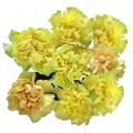 Giant Carnations Yellow