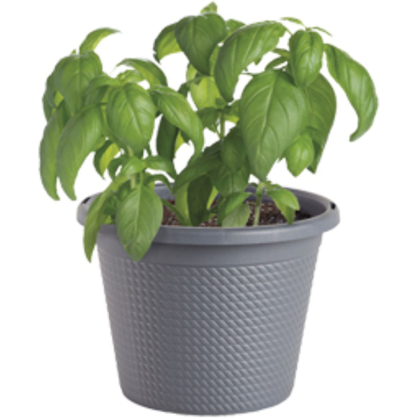 Bonnie Plants Sweet Basil Potted Plant