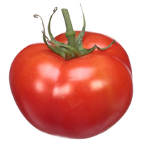 Hydroponic Tomatoes