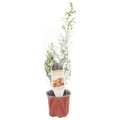D.S. Cole Growers Potted Rosemaries of Tuscano