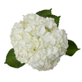 D.I.Y. White Hydrangeas