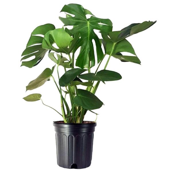 Show Plant 10 Inch