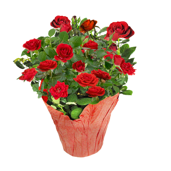 Assorted Mini Rose 6 Inch
