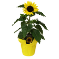 Sunflower 6 Inch Pot