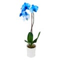 ColorFuze Blue Diamond Orchid 5 Inch in Pot