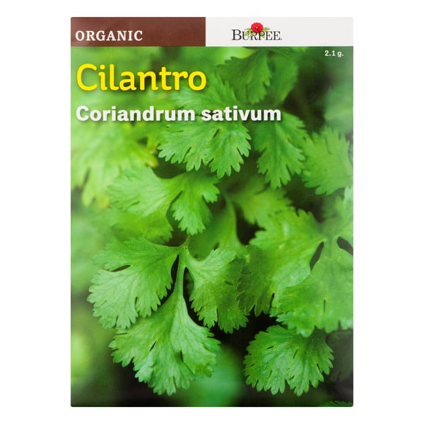 Burpee Annual Cilantro Coriandrum Sativum Organic