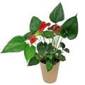 Anthurium 5 Inch