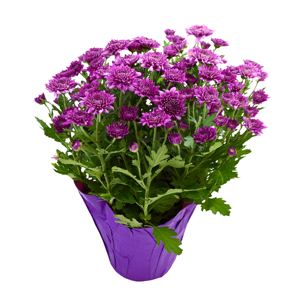 Assorted Florist Mum 6 Inch