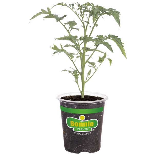 Bonnie Plants Huskey Red Cherry Tomato Potted Plant