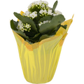 Kalanchoe 4.5 Inch (Assorted Colors)