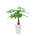 Money Tree in Pot 5 Inch