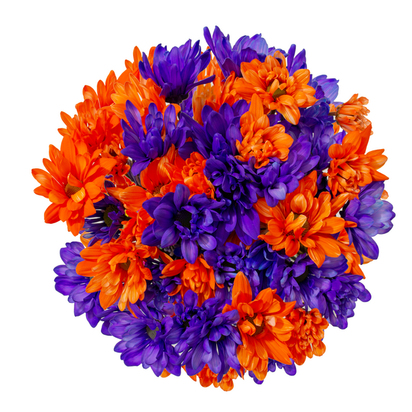 Tinted Daisies (Halloween)