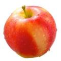 Autumn Glory Apples