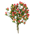 Our Brand Hypericum Coral