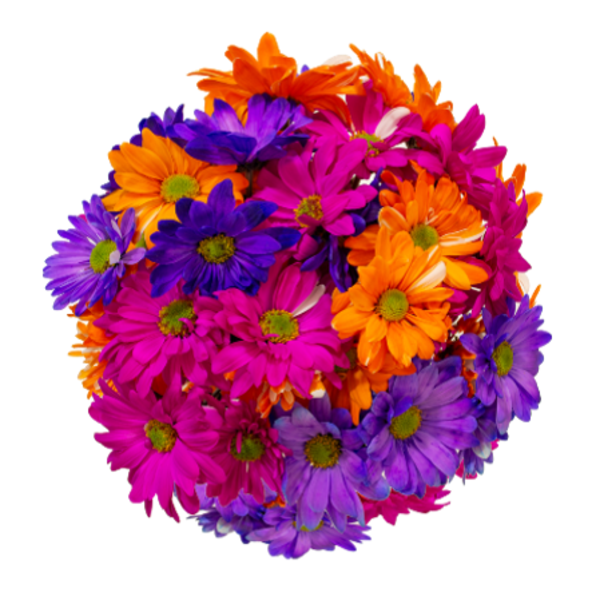 Tinted Daisies (Early Fall)