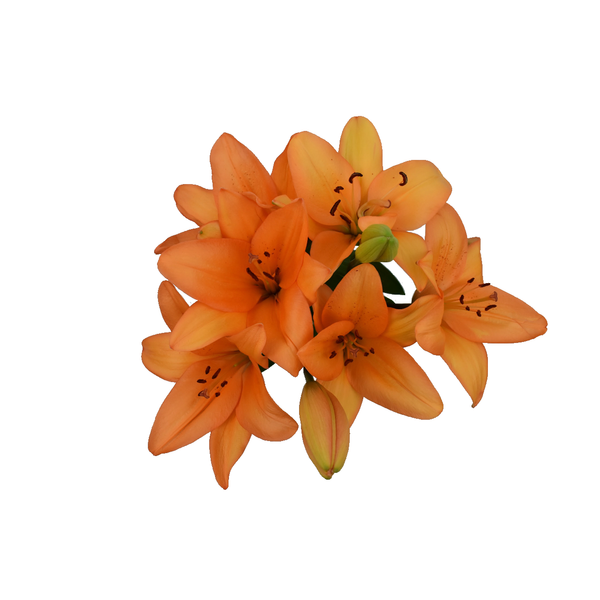 D.I.Y. Orange LA Hybrid Lilies