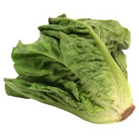 Escarole Lettuce