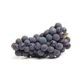 Muscadine Grapes