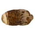 Malanga Coco (Yautia)