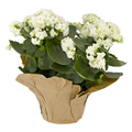 Calandiva Potted 4.5 Inch Pot (Colors May Vary)