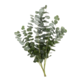 Stop & Shop Eucalyptus Baby Blue