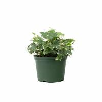Ivy Plant Assorted 4 Inch