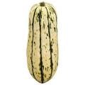 Organic Delicata Squash