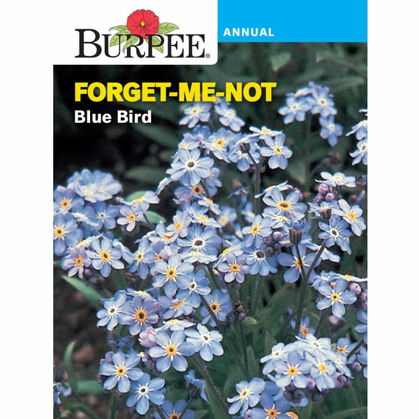 Burpee Annual Blue Bird Forget-Me-Not
