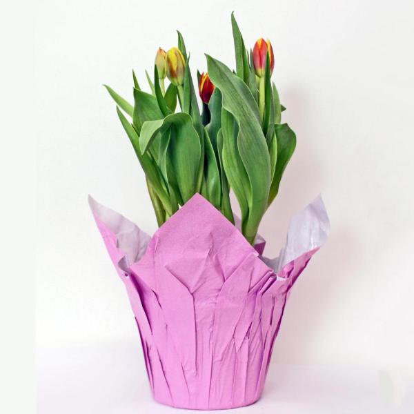 Potted Tulips 6 Inch