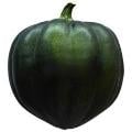Acorn Squash