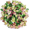Giant Charmelia (Colors May Vary)