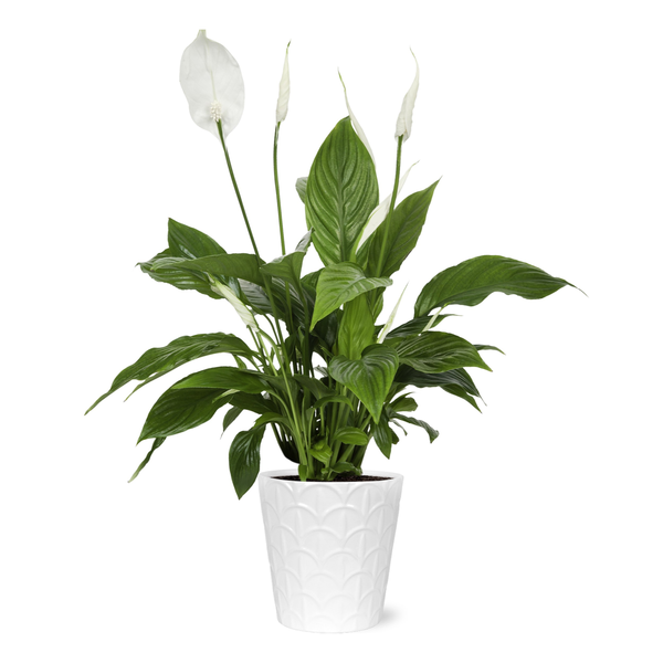 Spath Plant 5 Inch in Ceramic Pot