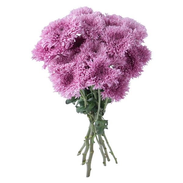 Stop & Shop D.I.Y. Spray Mums Lavender