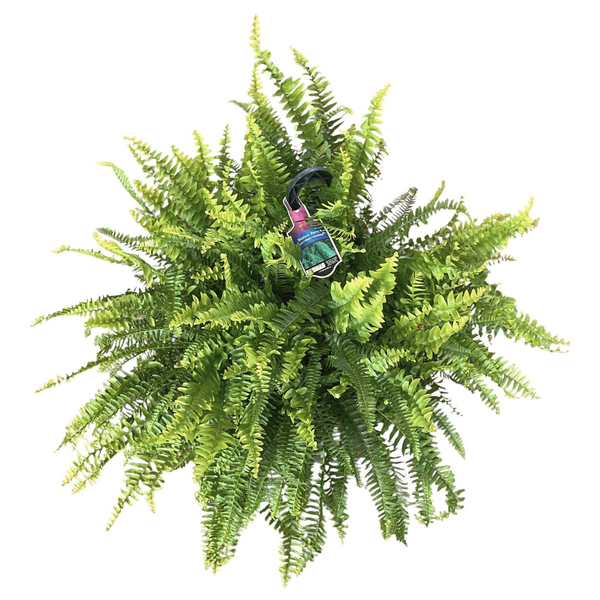 Hanging Basket Fern