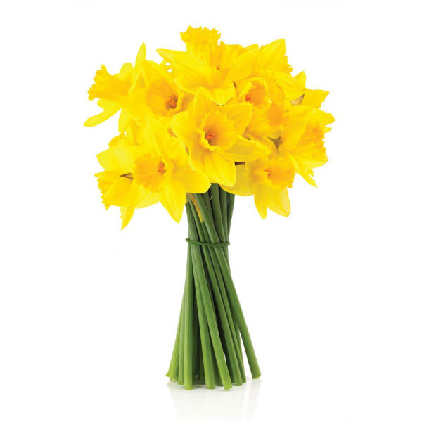 Save on Daffodils Order Online Delivery Giant