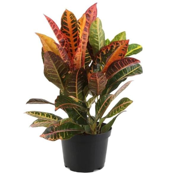 Premium Croton 6 Inch