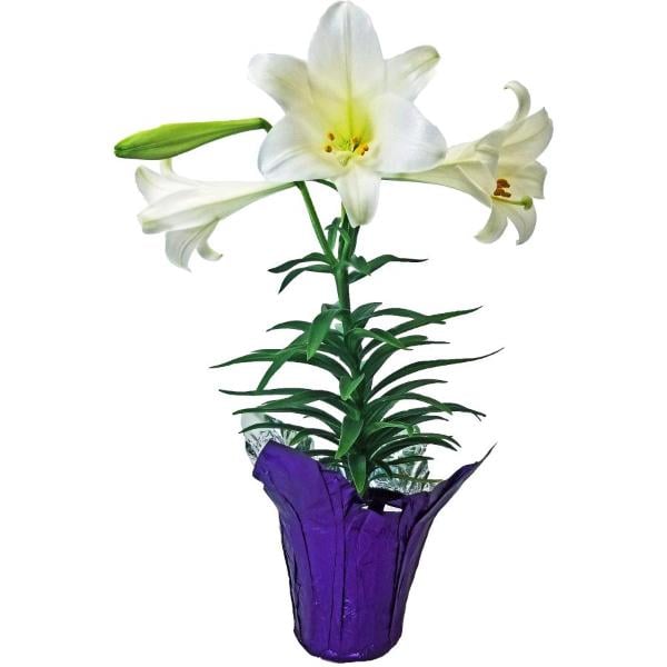 Easter Lily 6 Inch