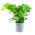 Monstera 10 Inch in Decorative Pot