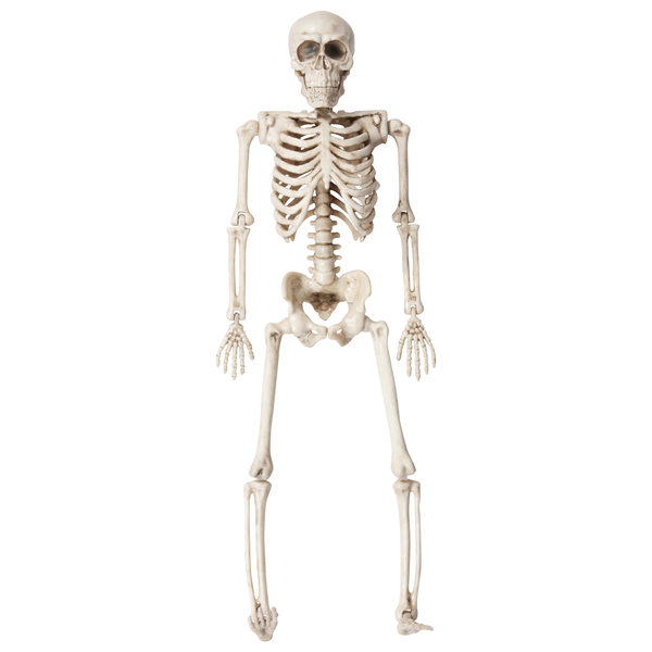Fun World Human Skeleton 15 Inch
