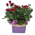 Mini Rose 6 Inch
