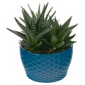 Wild Interiors Succulent Garden 6 Inch