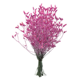 Our Brand Limonium Pink