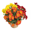 Tri-Colored Mums 5 Inch