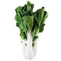Baby Bok Choy