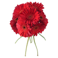 Giant Gerbera Red