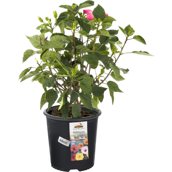 Hibiscus Plant Bush 10 Inch