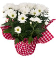 Special Mum Potted 6 Inch