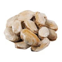 Wild Caught Steamer Clams Fresh